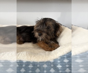 Yorkshire Terrier Puppy for sale in CENTER HILL, FL, USA