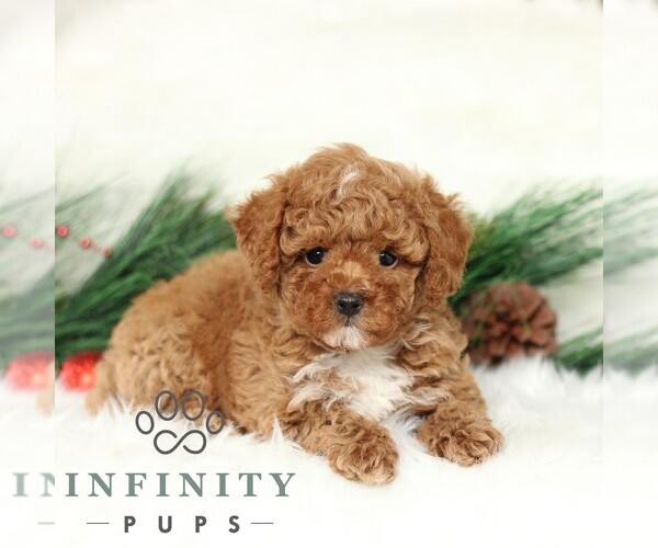 Medium Photo #2 Poodle (Toy) Puppy For Sale in CHRISTIANA, PA, USA