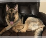 Small Photo #1 German Shepherd Dog Puppy For Sale in CLEAR LAKE, IA, USA