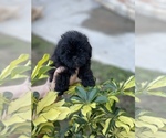 Small Photo #8 ShihPoo Puppy For Sale in TAMPA, FL, USA