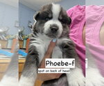 Small #2 Siberian Husky