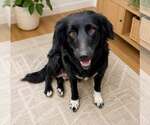 Small #1 Border Collie Mix