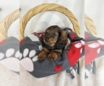 Image preview for Ad Listing. Nickname: Dixie