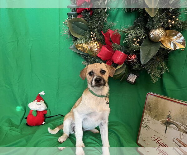 Medium Photo #5 Border Terrier-Unknown Mix Puppy For Sale in Denver , CO, USA