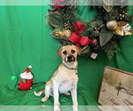 Small #4 Border Terrier Mix