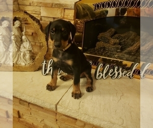 Doberman Pinscher Puppy for sale in PUEBLO WEST, CO, USA