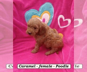 Poodle (Miniature) Puppy for sale in CLARKRANGE, TN, USA