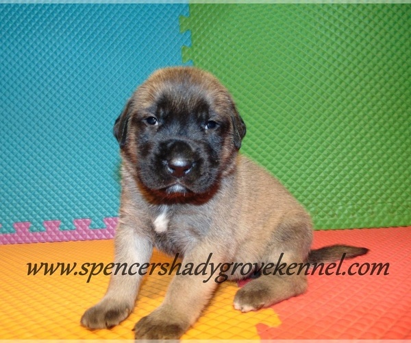 Medium Photo #9 Mastiff Puppy For Sale in CABOOL, MO, USA