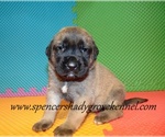 Small #8 Mastiff