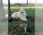 Small Photo #12 Great Pyrenees Puppy For Sale in MOODY, MO, USA