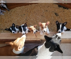 Basenji Puppy for sale in ALTURA, MN, USA