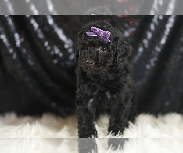 Medium Photo #4 Goldendoodle (Miniature) Puppy For Sale in WARSAW, IN, USA