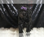 Small #3 Goldendoodle (Miniature)