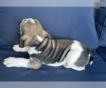 Small Photo #81 English Bulldog Puppy For Sale in WEEKI WACHEE, FL, USA