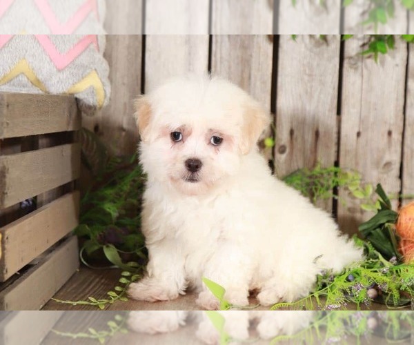 Medium Photo #1 Maltipoo Puppy For Sale in MOUNT VERNON, OH, USA