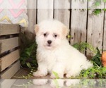 Small Photo #1 Maltipoo Puppy For Sale in MOUNT VERNON, OH, USA