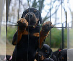 Small #1 Doberman Pinscher