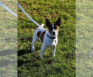 Jack Russell Terrier Puppy for sale in APPLE GROVE, WV, USA
