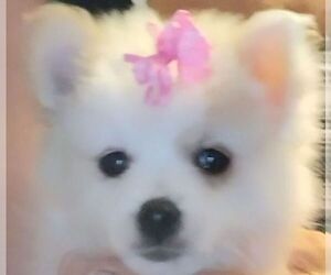 Pomeranian Puppy for sale in FAIRVIEW HEIGHTS, IL, USA