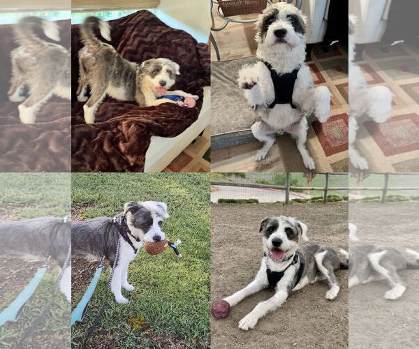 Medium Photo #5 Mutt Puppy For Sale in Mission Viejo, CA, USA