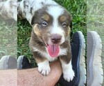 Theo - Male Australian Shepherd Puppy for Sale - Photo #3