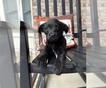 Small #1 Labrador Retriever-Miniature Australian Shepherd Mix