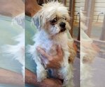 Small Photo #5 Shih Tzu Puppy For Sale in Oakdale, TN, USA
