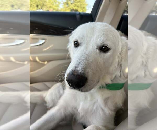 Medium Photo #6 Great Pyrenees Puppy For Sale in Dallas, TX, USA