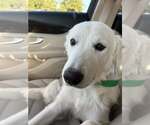Small #5 Great Pyrenees