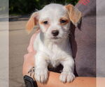 Small #3 Bichon Frise Mix