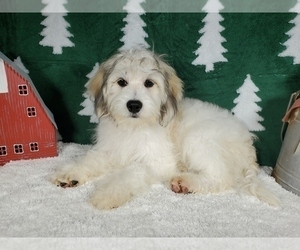 Goldendoodle-Poodle (Toy) Mix Puppy for Sale in BLACK FOREST, Colorado USA