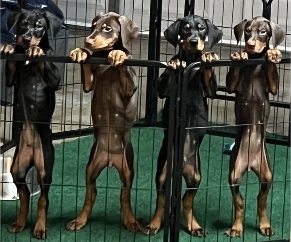 Medium Photo #3 Doberman Pinscher Puppy For Sale in STKN, CA, USA