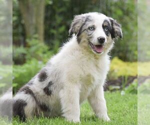 Miniature Australian Shepherd Puppy for sale in EPHRATA, PA, USA