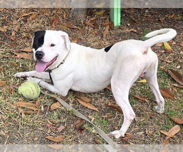 Medium Photo #1 American Pit Bull Terrier Puppy For Sale in Ocala, FL, USA