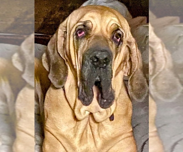 Medium Photo #1 Brazilian Mastiff Puppy For Sale in Jasper, AL, USA