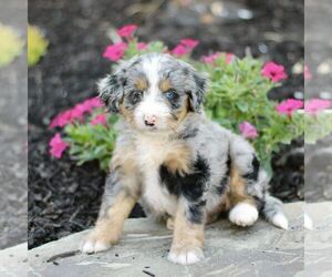 Bernedoodle (Miniature) Puppy for Sale in GORDONVILLE, Pennsylvania USA