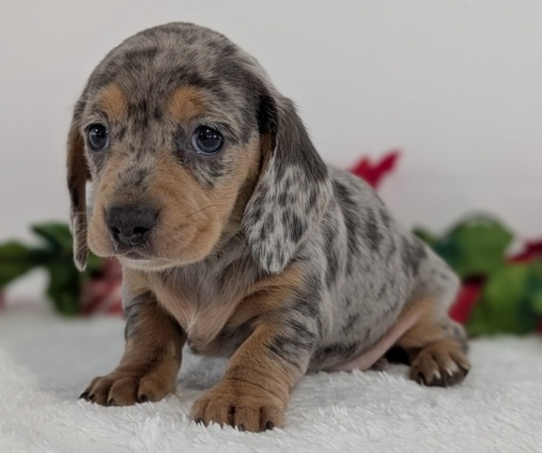 Medium Photo #13 Dachshund Puppy For Sale in GOSHEN, IN, USA