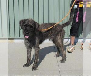 Mutt Dogs for adoption in Louisville, KY, USA