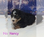 Small #3 Australian Shepherd-Poodle (Toy) Mix