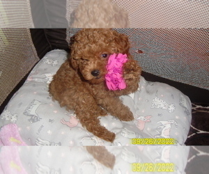 Poodle (Toy) Puppy for sale in DULUTH, GA, USA