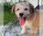 Small Mutt