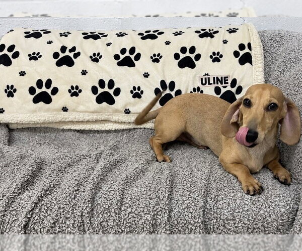 Medium Photo #2 Dachshund Puppy For Sale in York, SC, USA