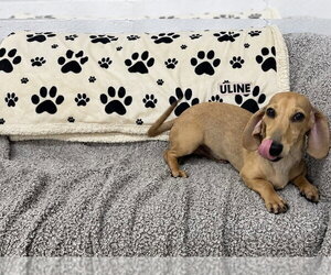 Wylie - Male Dachshund Dog for Adoption - Photo #2