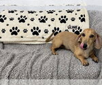 Small Photo #2 Dachshund Puppy For Sale in York, SC, USA