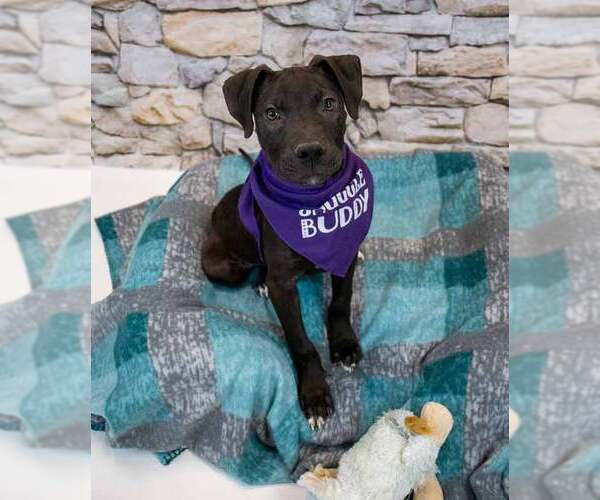 Medium Photo #7 Labrador Retriever-Unknown Mix Puppy For Sale in Kennesaw, GA, USA