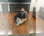 Small Photo #7 Mutt Puppy For Sale in Woodbury, NY, USA