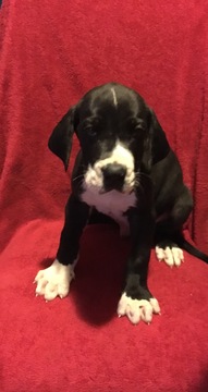 Medium Photo #1 Great Dane Puppy For Sale in LONDON, KY, USA