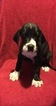 Small Photo #1 Great Dane Puppy For Sale in LONDON, KY, USA