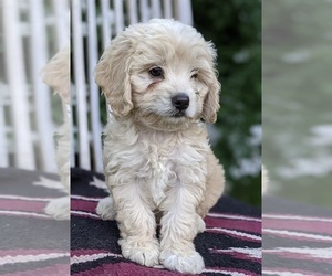 Cocker Spaniel-Poodle (Miniature) Mix Puppy for sale in FREDERICKSBURG, OH, USA