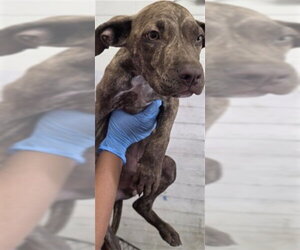 Mutt Dogs for adoption in San Bernardino, CA, USA